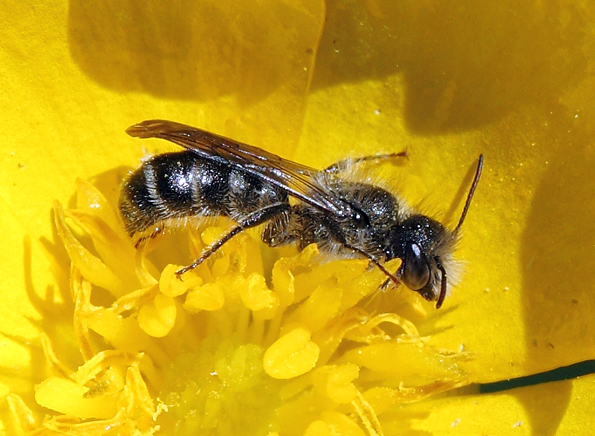 Megachilidae: maschio di Chelostoma florisomne